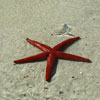 Lignano ANGEBOT 7=6